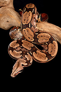 红尾巴波亚爬虫食肉动物野生动物生物线圈蟒蛇高清图片