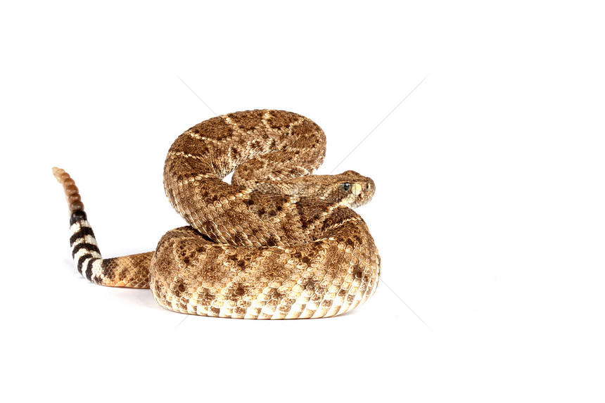 龙尾蛇的肖像摇铃野生动物图片