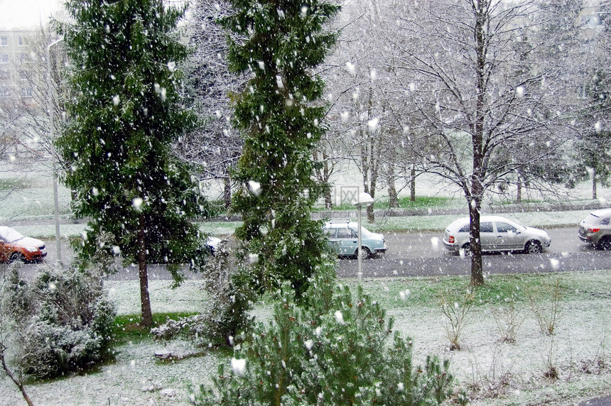 五月的雪树木公园街道图片
