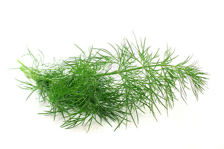 迪点花园香草绿色营养草药香料调料草本植物香气食物背景图片