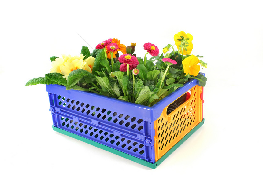 在折叠盒中装有秃鹰植物阳台花店园艺树叶花园三色购物篮黄色雏菊绿色图片