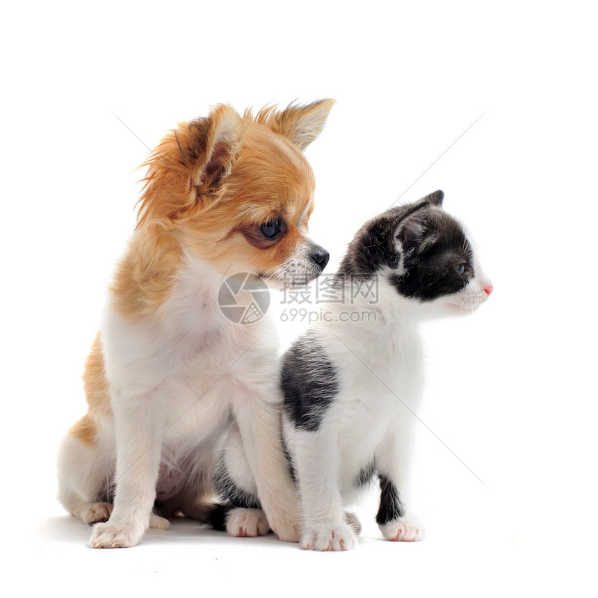小狗吉娃娃和小猫动物白色友谊朋友们工作室黑色棕色宠物犬类伴侣图片