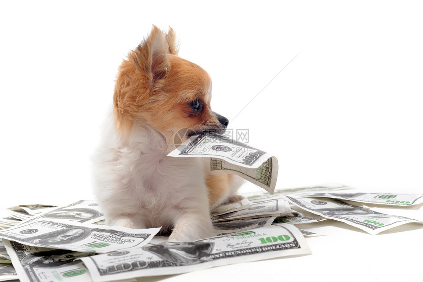 吉华花和美元乐趣支付纸币财富小狗工作室宠物动物金融咀嚼图片