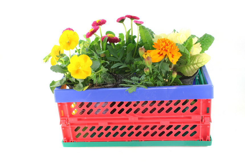 在折叠盒中装有秃鹰植物橙子购物篮花店园艺阳台树叶花朵黄色绿色花园图片