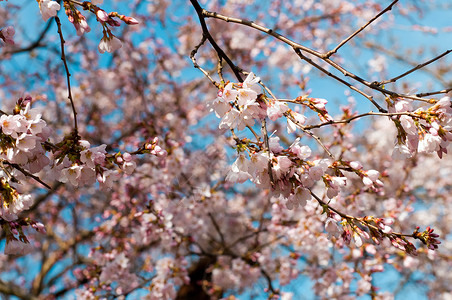粉红樱花花风景蓝色花瓣植物群花园樱花植物生长花朵天空背景图片