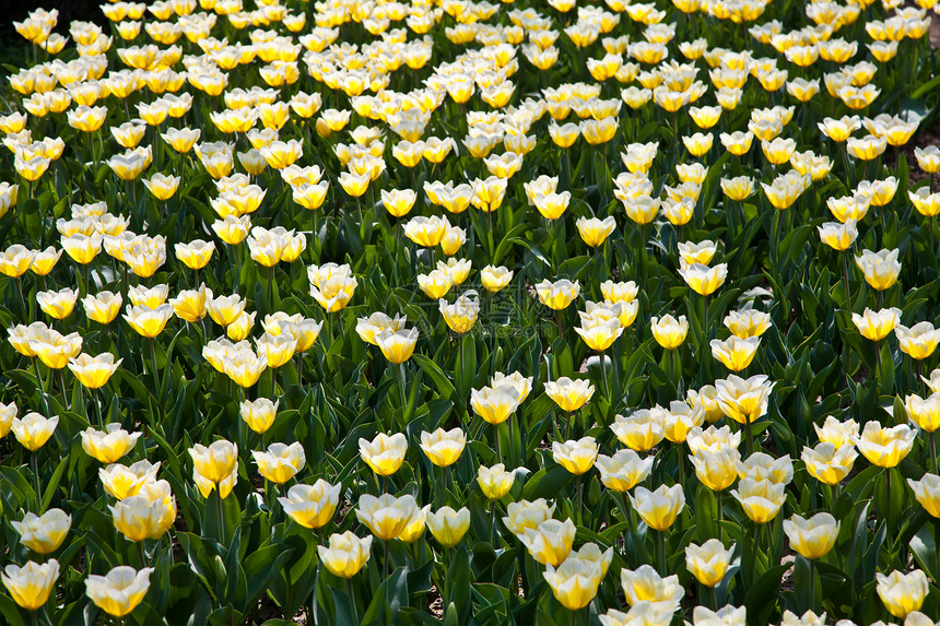 Tulips  雅普根品种栽培阳光花店花瓣花园边界场地叶子植物公园图片