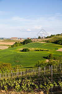 意大利葡萄园 Monferrato场景农村植物生长植被风景别墅农场藤蔓酒厂背景图片