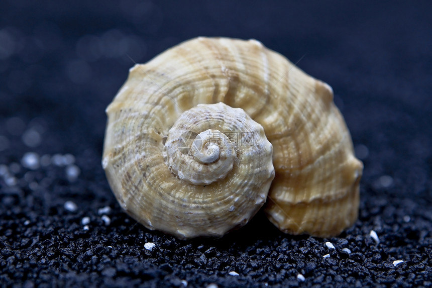 黑沙上的贝壳图片