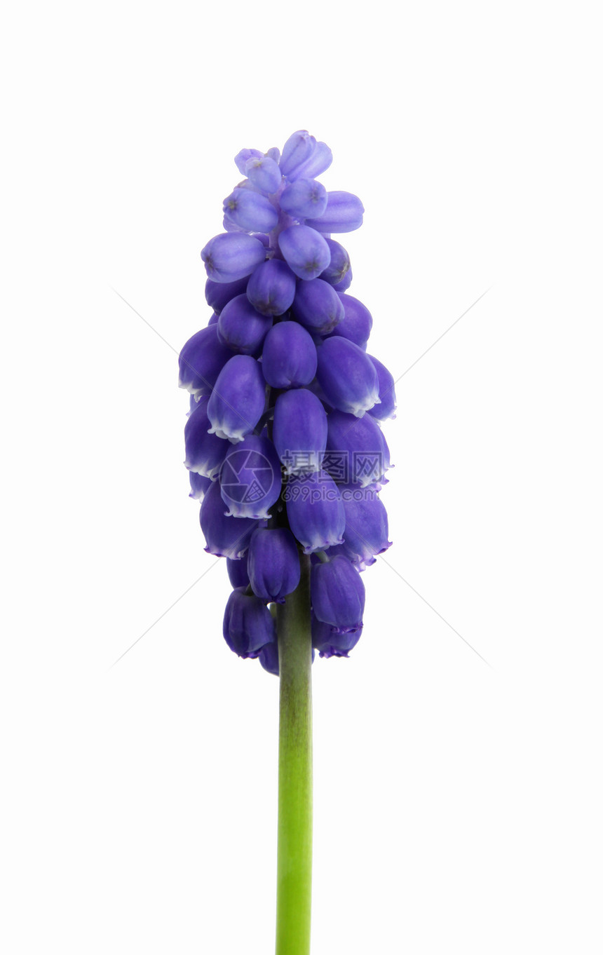 葡萄粒灯泡紫色信子花朵图片