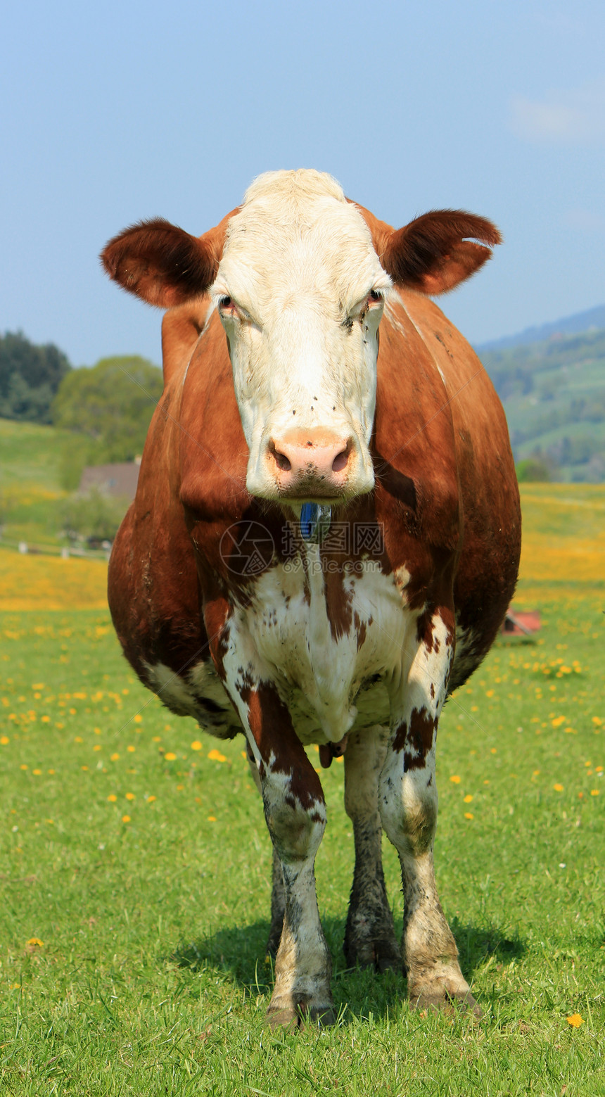 牛的肖像耳朵棕色绿色白色鼻子尾巴山脉头发眼睛乳房图片