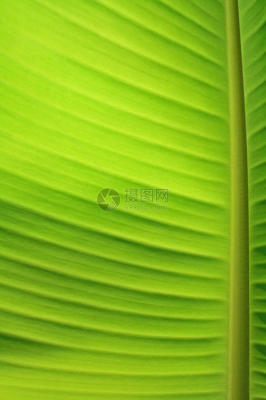 香蕉叶静脉绿色植物学叶子宏观图片