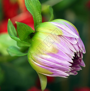 紫紫 Dahlia 花芽背景图片