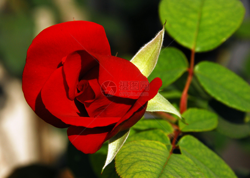 红玫瑰花园艺花瓣花园红色植物情人植物群花艺图片