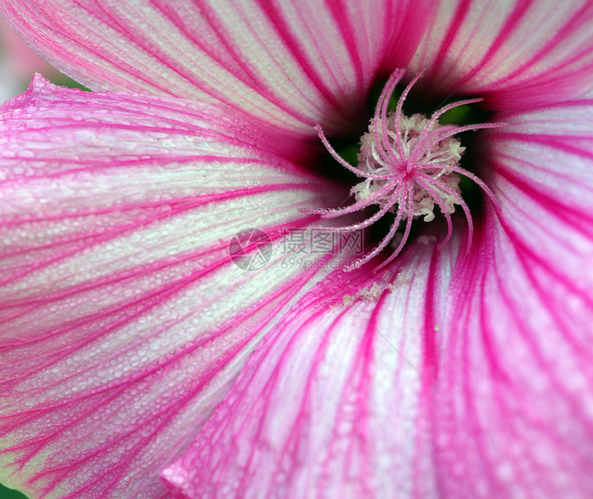 白色粉红花植物群粉色花瓣花园花朵园艺图片