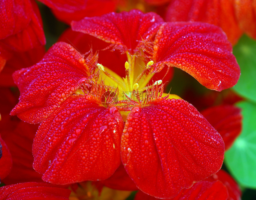 红花红色花瓣植物群园艺花园图片