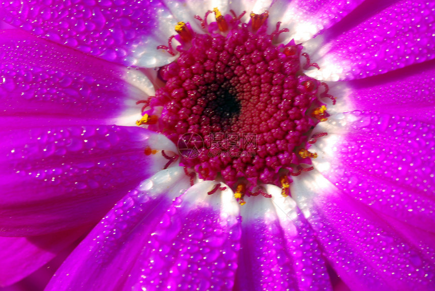 白色粉红花植物群园艺花朵花瓣花园粉色图片