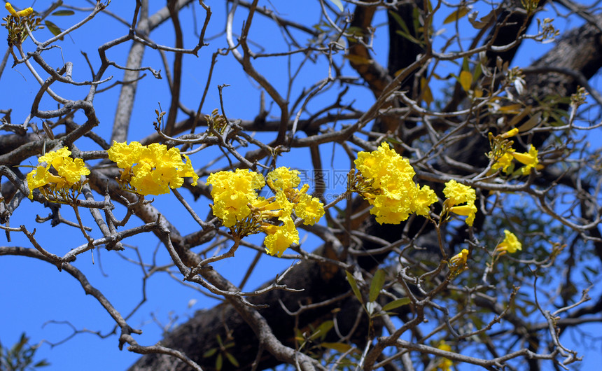 干树上的黄花园艺花朵花园图片