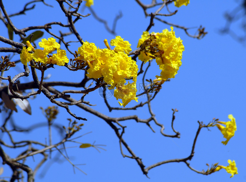 干树上的黄花花朵花园园艺图片