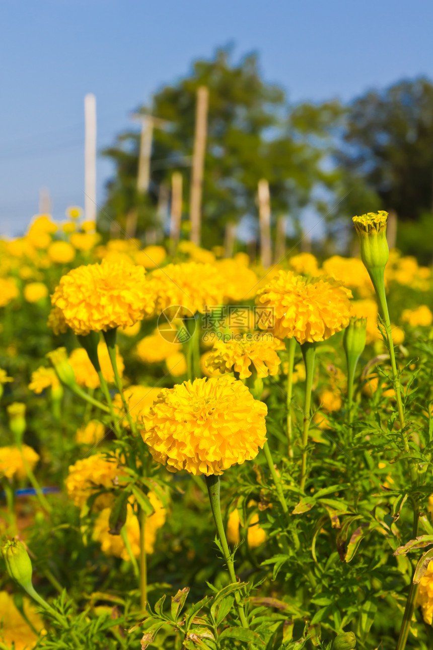 马里金田花粉植物叶子阳光射线橙子草本植物金子天空植物学图片