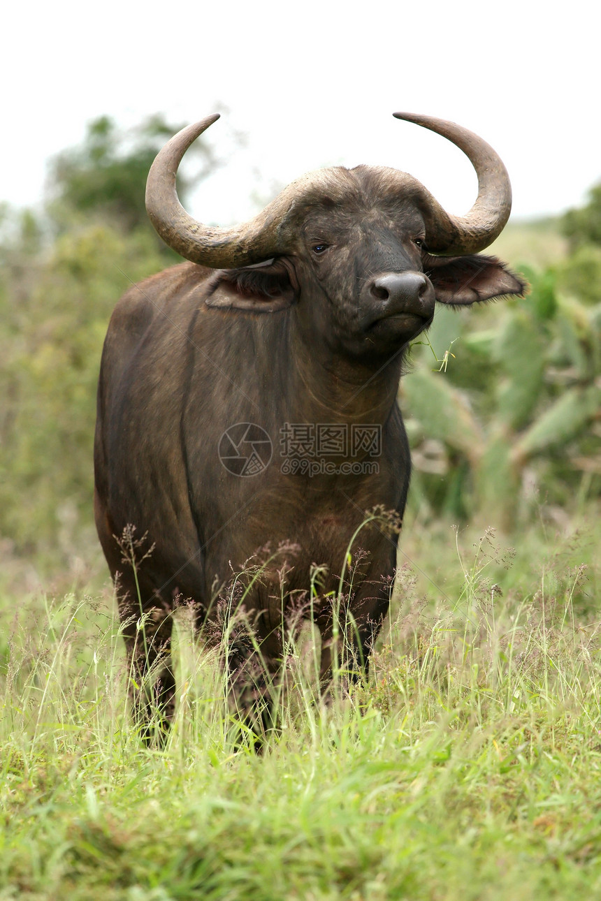 非洲水牛衬套野生动物气味公园牛角哺乳动物动物荒野国家警报图片