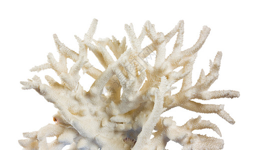 珊瑚珠宝白色海洋背景图片