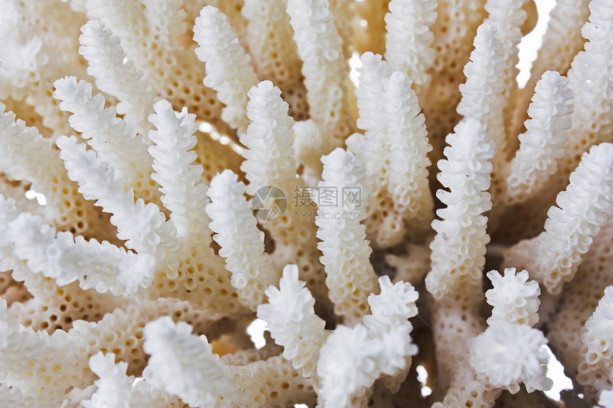 珊瑚白色珠宝贝壳海洋航海图片
