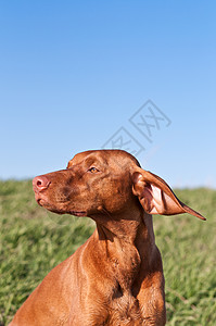 蓝天狗的轮廓猎狗天空蓝色照片动物指针犬类宠物纯种狗阳光照射背景图片