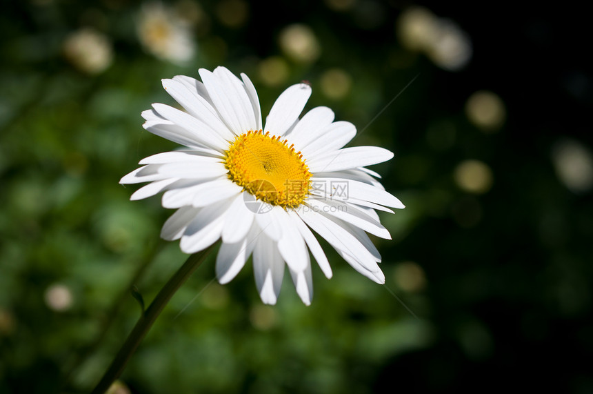 太阳中的周期菊科照片雏菊水平阳光照射植物图片