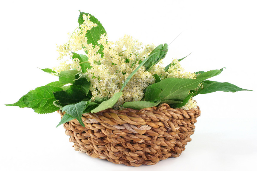 长莓白色投标植物绿色花枝糖浆野生植物香味木汁花朵图片