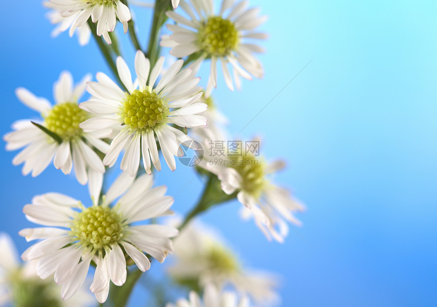 小白花白色宏观植物群花瓣花粉心皮照片水平蓝色图片