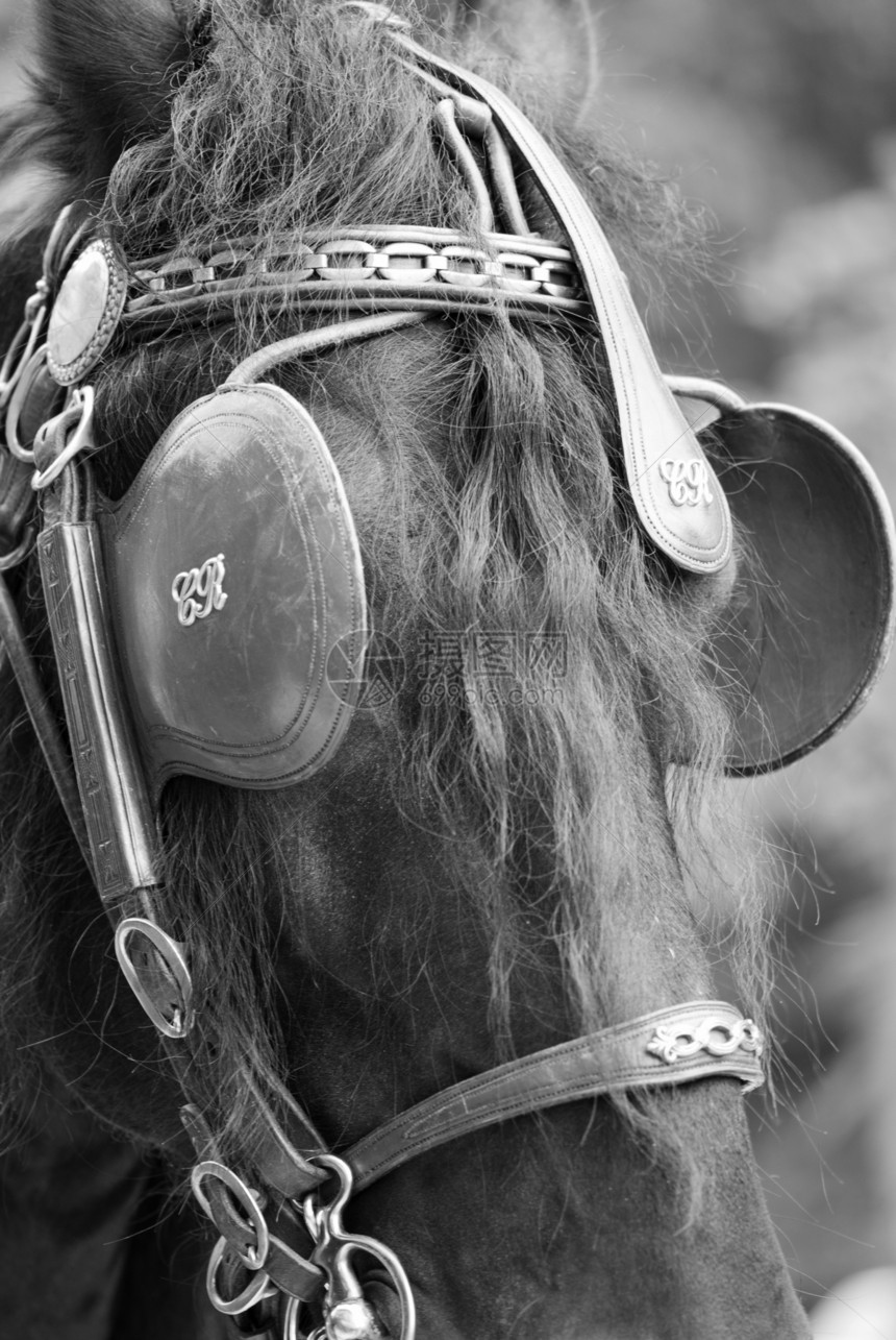 马的蒙面眼鼻孔哺乳动物运输运动脖子场地马术宠物牧场耳朵图片