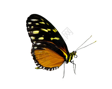 蝴蝶  照片对象翅膀动物白色昆虫鲇鱼金色背景图片