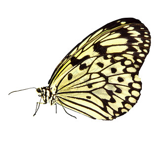 蝴蝶  照片对象串珠白色昆虫白树若虫翅膀动物意念背景图片
