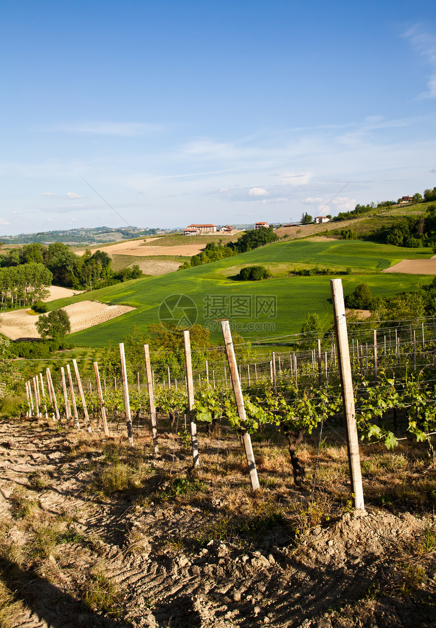 意大利葡萄园 Monferrato植物农场房子季节植被农田农村生长场景酒厂图片