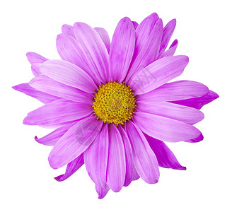 紫花 - 相片对象背景图片
