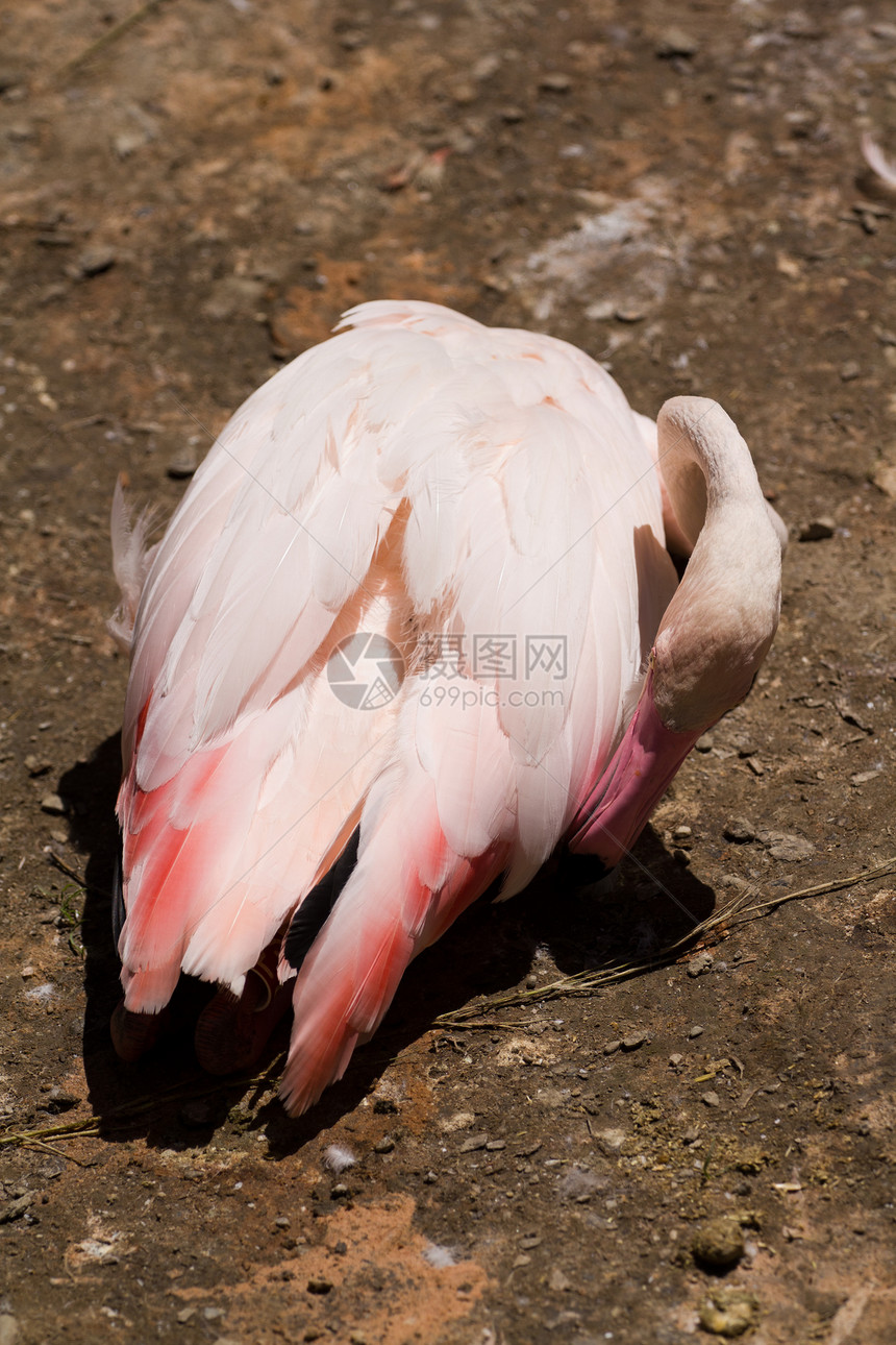 火烈哥白色红色动物野生动物粉色羽毛图片