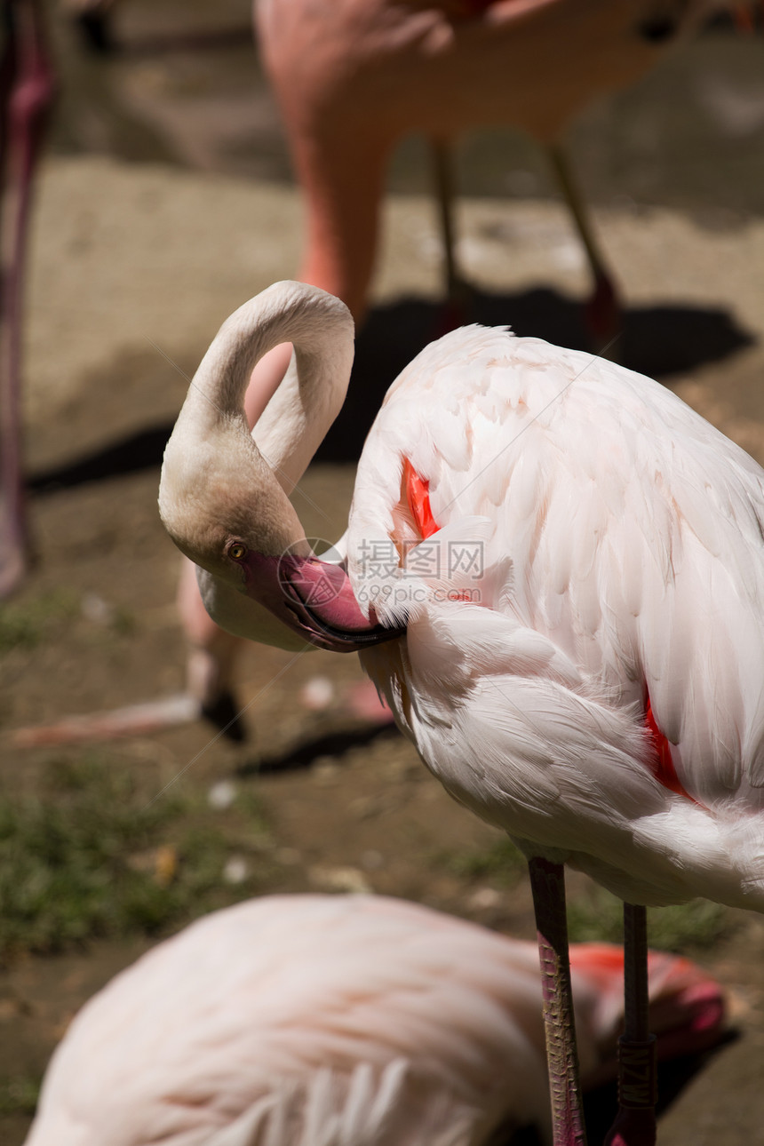 火烈哥羽毛白色红色粉色野生动物动物图片