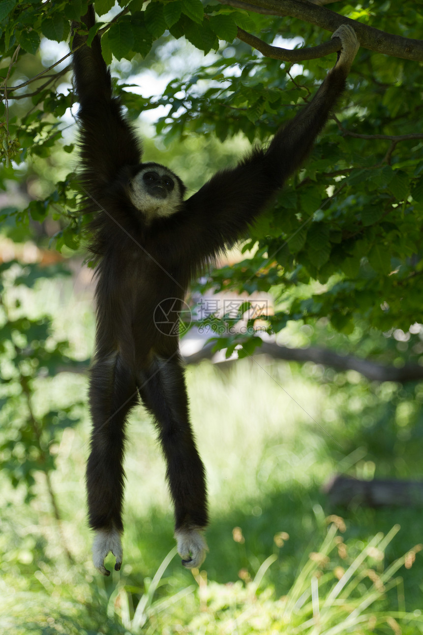 吉宾猿猴荒野羽绒被动物哺乳动物野生动物灵长类图片