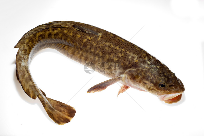 Burbot (Lota Loda) 孤立在白色上图片