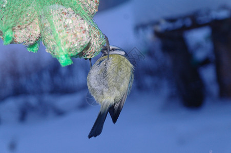 冬季食鸟背景图片