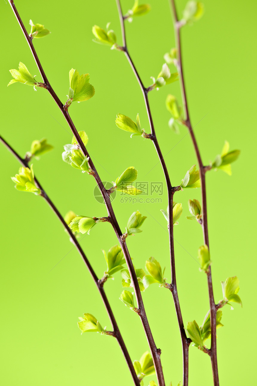 有绿春叶的树枝灌木生态绿色植物叶子季节植物环境生长绿色生活图片