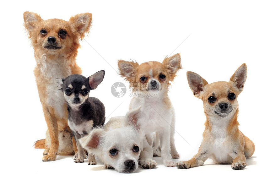 5个吉娃娃伴侣犬类宠物团体工作室棕色白色动物图片