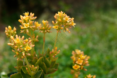 小黄花生长环境植物黄色背景图片
