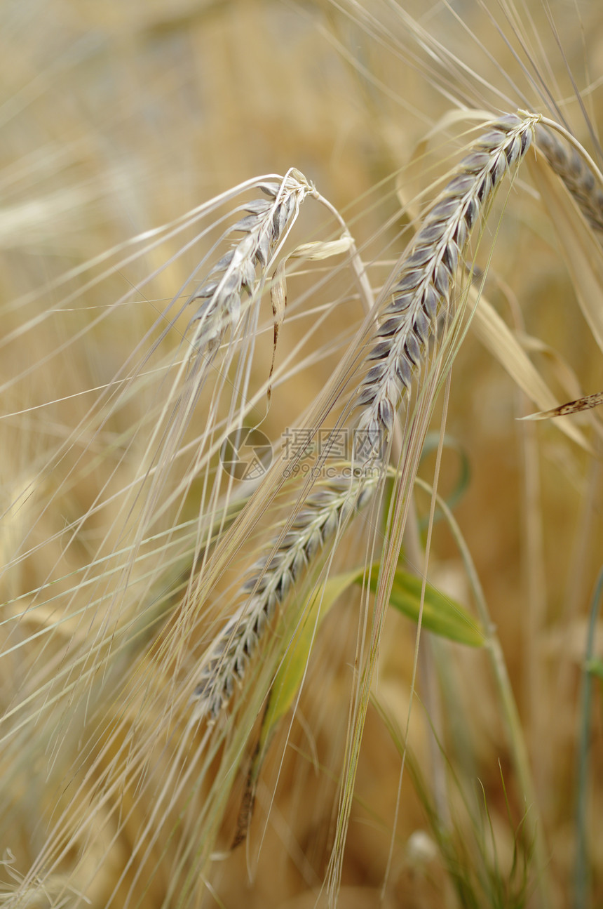 用于生产啤酒的大麦种植厂粮食植物种子麦芽谷物绿色图片
