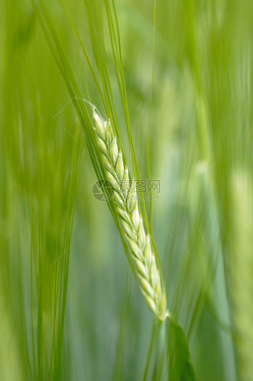 用于生产啤酒的大麦种植厂粮食植物种子麦芽绿色谷物图片