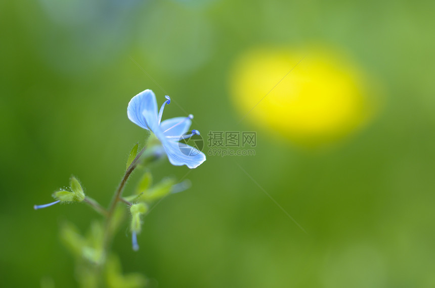 绿色青草和黄色花朵中的蓝色维罗尼卡花朵图片