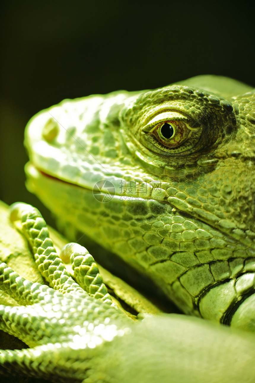 绿蜥蜴食虫脊椎动物分支机构动物园宠物波峰爬虫脊柱变色龙动物图片