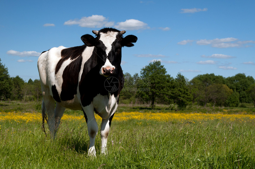 黑牛在田野放牧哺乳动物农业牛肉生物乡村家畜蓝色草地动物牛奶图片