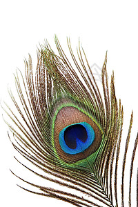 孔雀羽毛详情紫色眼睛金子装饰宏观柔软度情调野生动物异国蓝色背景图片