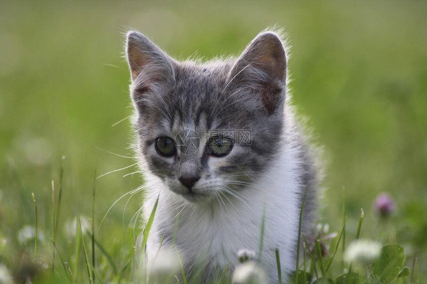 小猫宠物晶须耳朵眼睛哺乳动物毛皮图片
